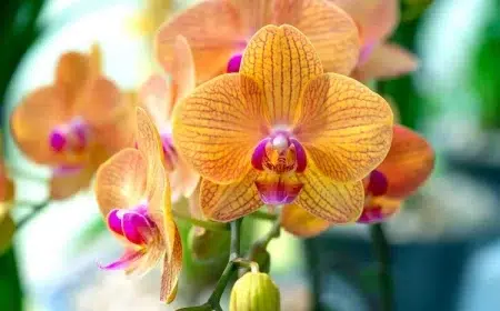 comment faire refleurir une orchidée