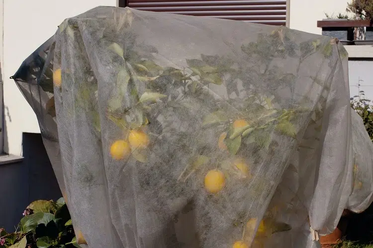 comment faire repartir un citronnier qui a gelé