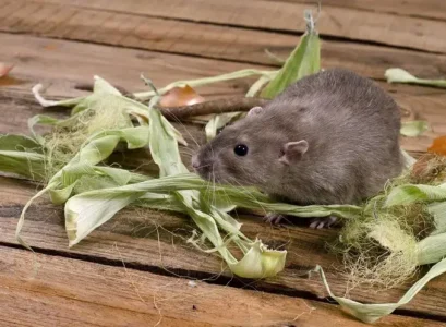 comment ne pas attirer les rats dans le composteur