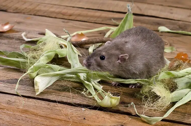comment ne pas attirer les rats dans le composteur