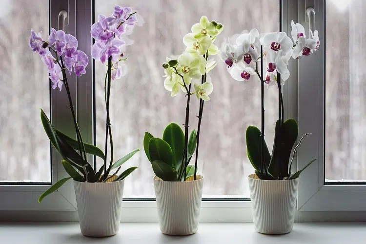 comment prendre soin d'une orchidée en hiver
