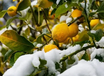 comment sauver un citronnier qui a pris le gel