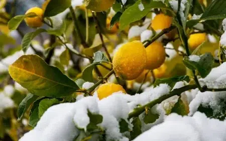 comment sauver un citronnier qui a pris le gel
