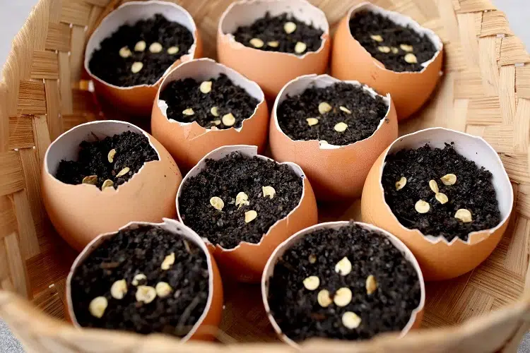 comment semer les graines dans des coquilles d'œufs