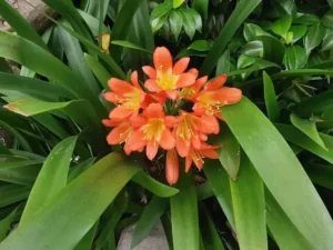 comment séparer des rejets de clivia