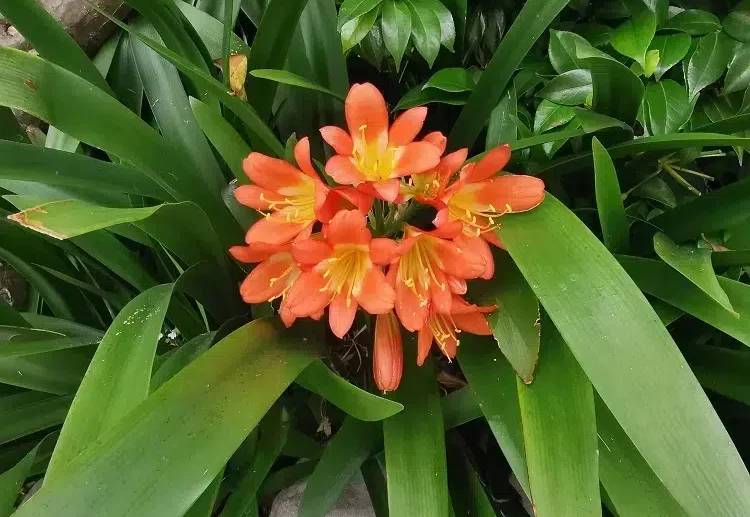 comment séparer des rejets de clivia