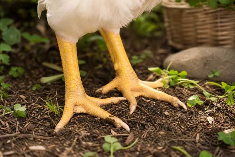 comment soigner une patte de poule gonflée