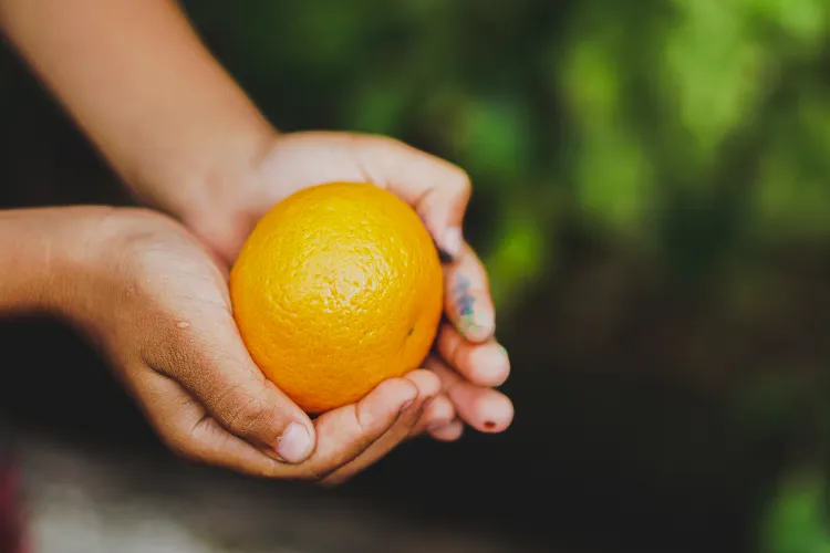 comment utiliser la peau des clémentines compost agrumes oranges