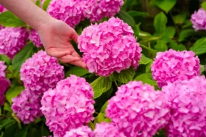 est ce que la cendre est bonne pour les hortensias engrais jardin
