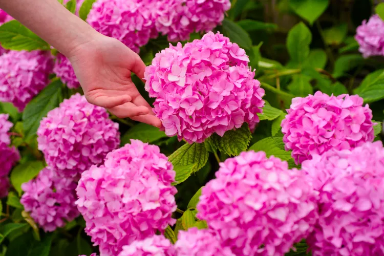 est ce que la cendre est bonne pour les hortensias engrais jardin