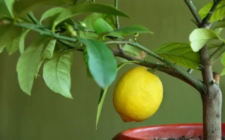 faire repartir un citronnier qui na plus de feuilles arrosage hiver sol