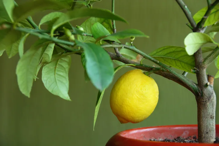 faire repartir un citronnier qui na plus de feuilles arrosage hiver sol