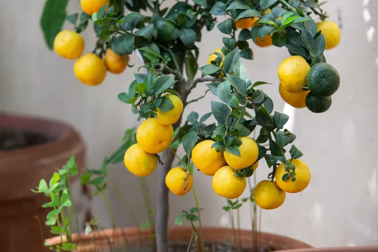 faire repartir un citronnier qui na plus de feuilles orange engrais