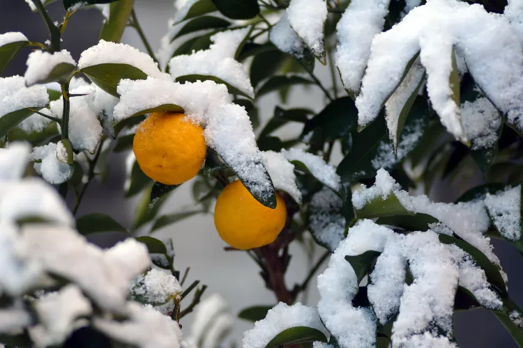 faire repartir un citronnier qui na plus de feuilles orange hiver froid