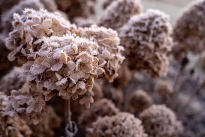 faut il arroser les hortensias en hiver froid tailler soif