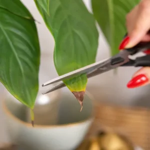 faut il couper les feuilles marron d'une plante en pot