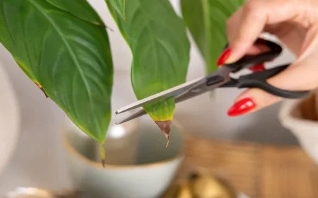 faut il couper les feuilles marron d'une plante en pot