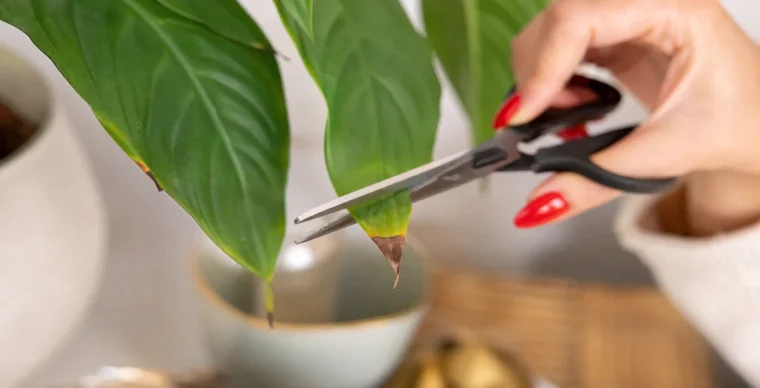 faut il couper les feuilles marron d'une plante en pot