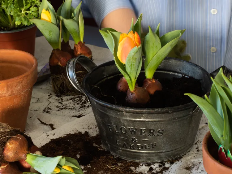 faut il déterrer les bulbes de tulipes planter conserver hiver feuilles