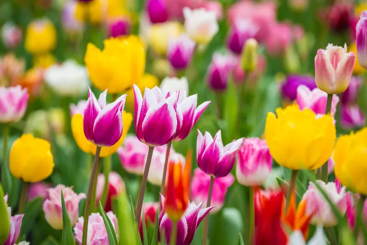 faut il déterrer les bulbes de tulipes planter conserver hiver récolte