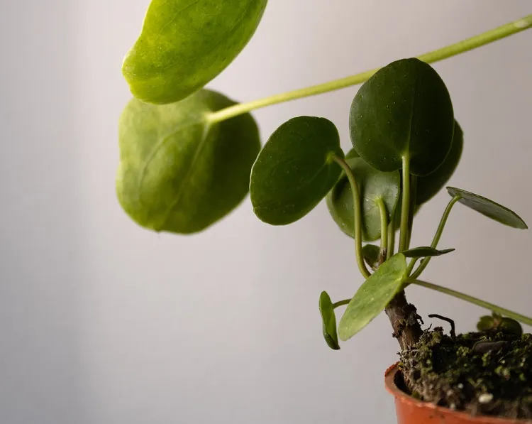 faut il rempoter le rejet de pilea peperomioides