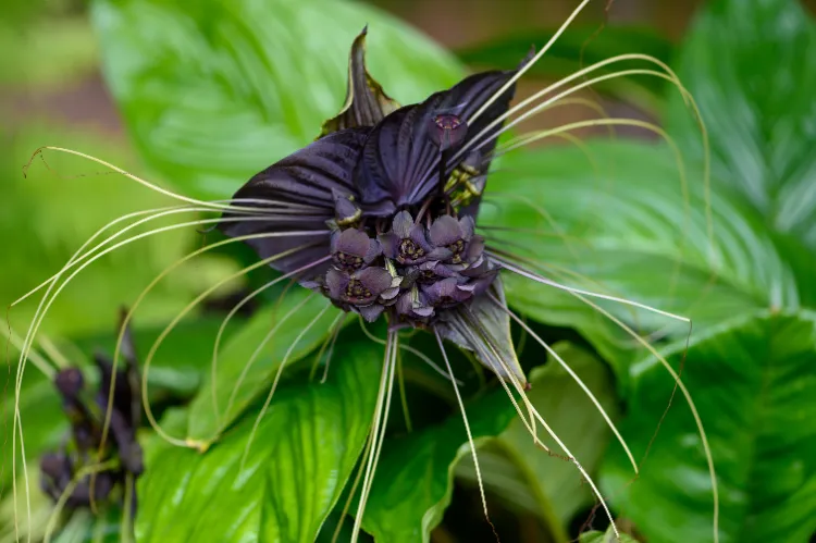 fleur chauve souris droséra trachyandra les plantes intérieur les plus bizarres