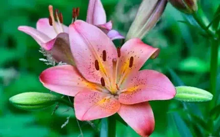lys asiatique en pot oriental balcon arrosage parasites entretien