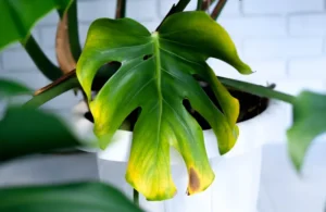 monstera avec feuilles jaunes que faire causes