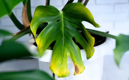 monstera avec feuilles jaunes que faire causes