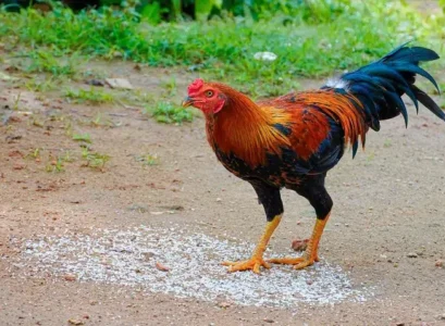 peut on donner du riz aux poules