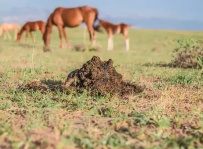 plantes qui naiment pas le fumier de cheval