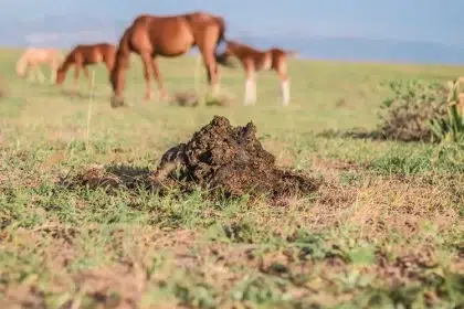 plantes qui naiment pas le fumier de cheval