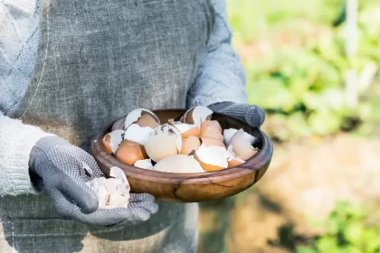 poudre de coquille doeuf compost sol plantes parasites