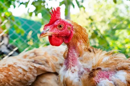 pourquoi donner du bicarbonate de soude aux poules