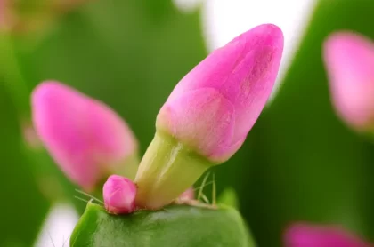 pourquoi le cactus de noël perd ses boutons