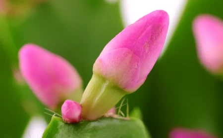 pourquoi le cactus de noël perd ses boutons