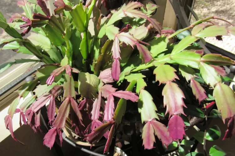 pourquoi les feuilles du cactus de noël rougissent