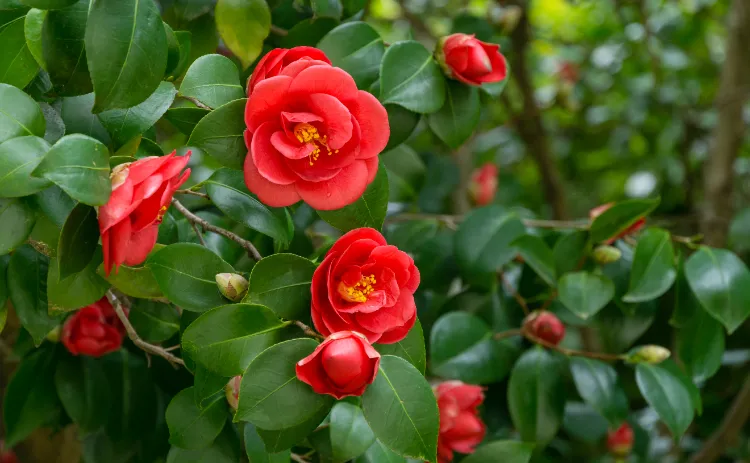 pourquoi les fleurs du camelia tombent boutons maladies gel