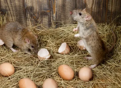 pourquoi les poules attirent les rats