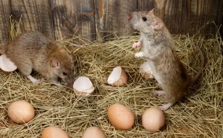 pourquoi les poules attirent les rats