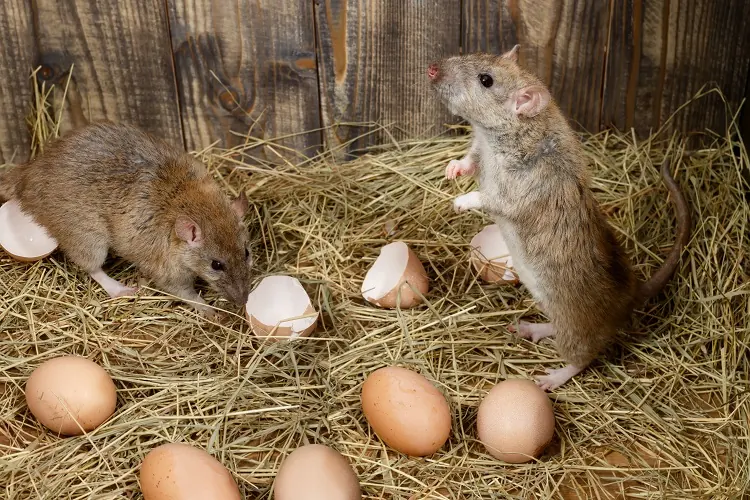 pourquoi les poules attirent les rats