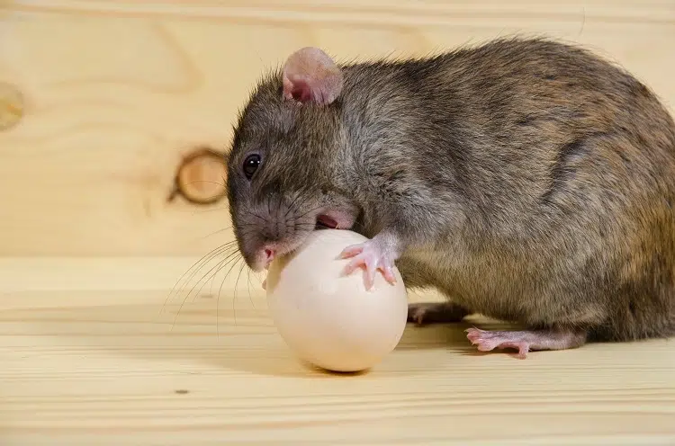 pourquoi les rats sont attirés par les poules