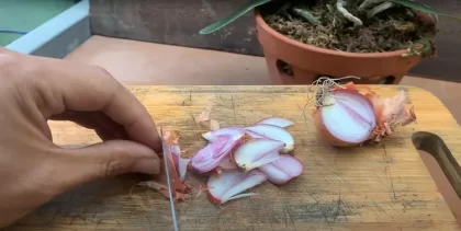 pourquoi mettre de l'oignon dans les orchidées