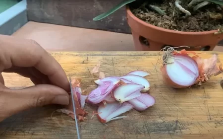 pourquoi mettre de l'oignon dans les orchidées