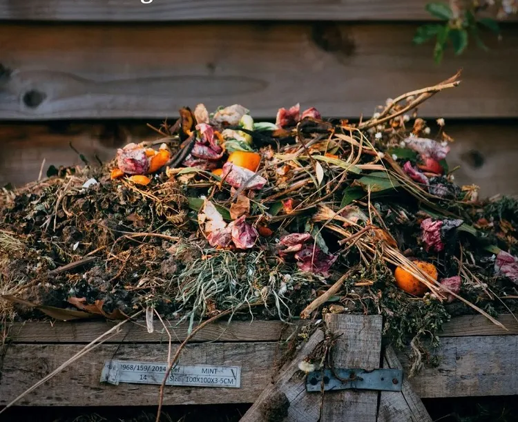 pourquoi mettre du bicarbonate de soude dans le compost bienfaits avantages plantes jardin