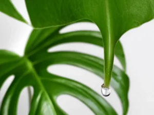 pourquoi mon monstera deliciosa pleure causes solutions guttation transpirations pleurs larmes feulles plante