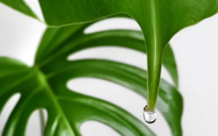 pourquoi mon monstera deliciosa pleure causes solutions guttation transpirations pleurs larmes feulles plante