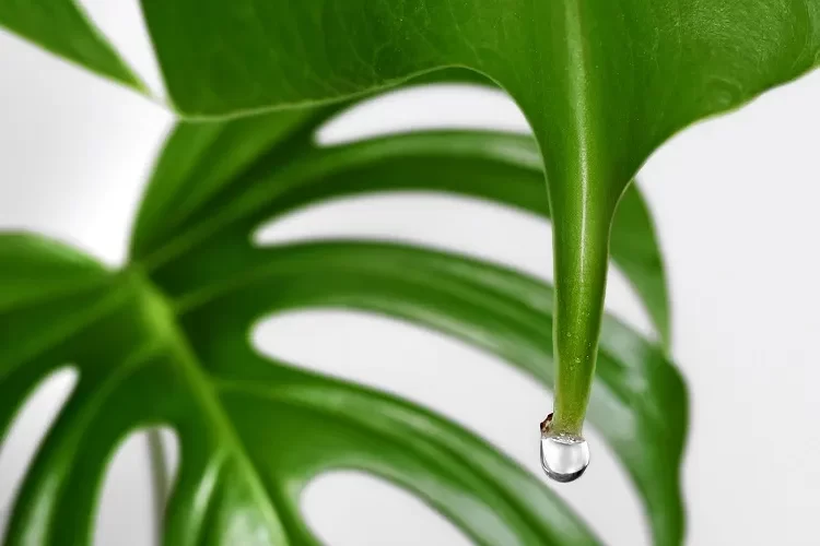 pourquoi mon monstera deliciosa pleure causes solutions guttation transpirations pleurs larmes feulles plante