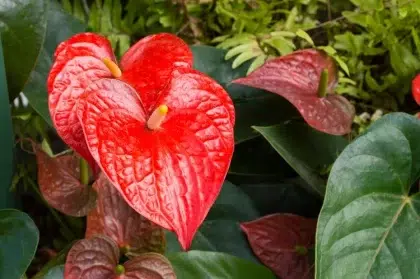 pourquoi mon anthurium ne fleurit pas