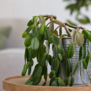 pourquoi mon cactus de noël perd ses branches feuilles tiges maladies rempotage